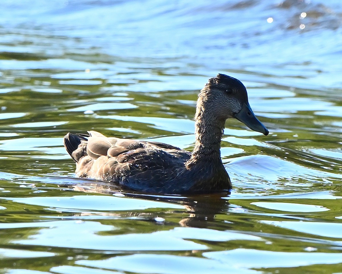 American Black Duck - ML641921401