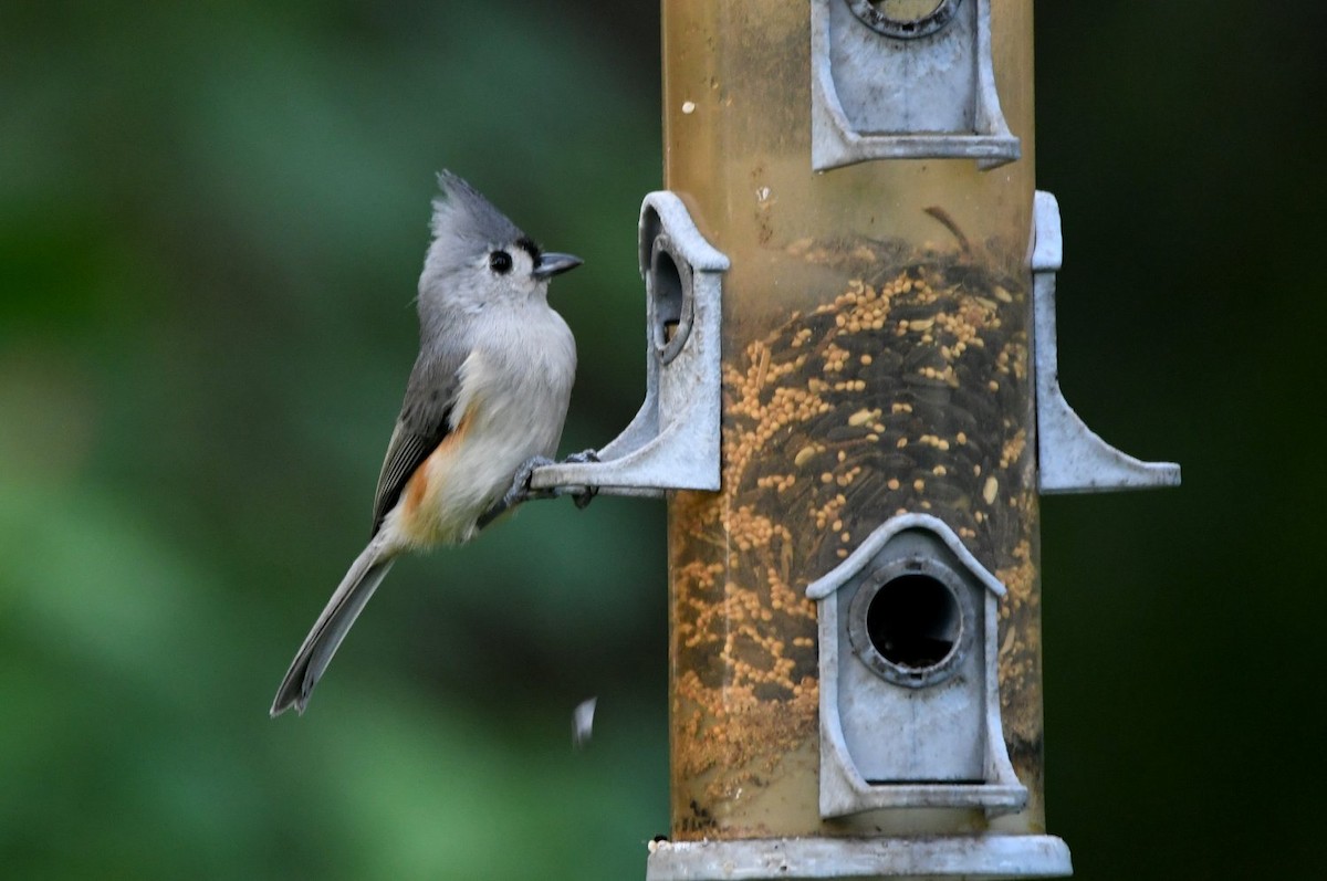 Tufted Titmouse - ML641921410