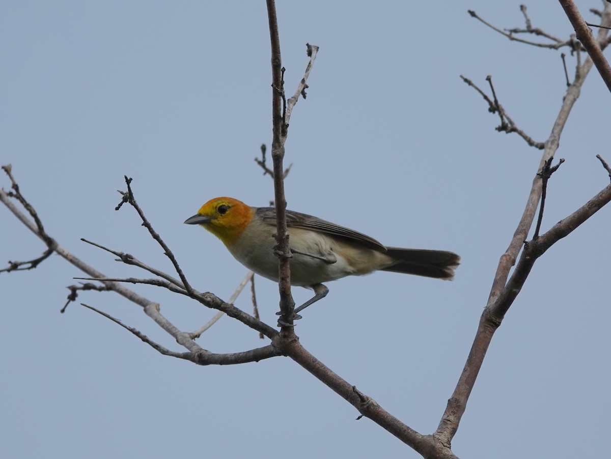 Orange-headed Tanager - ML641921436