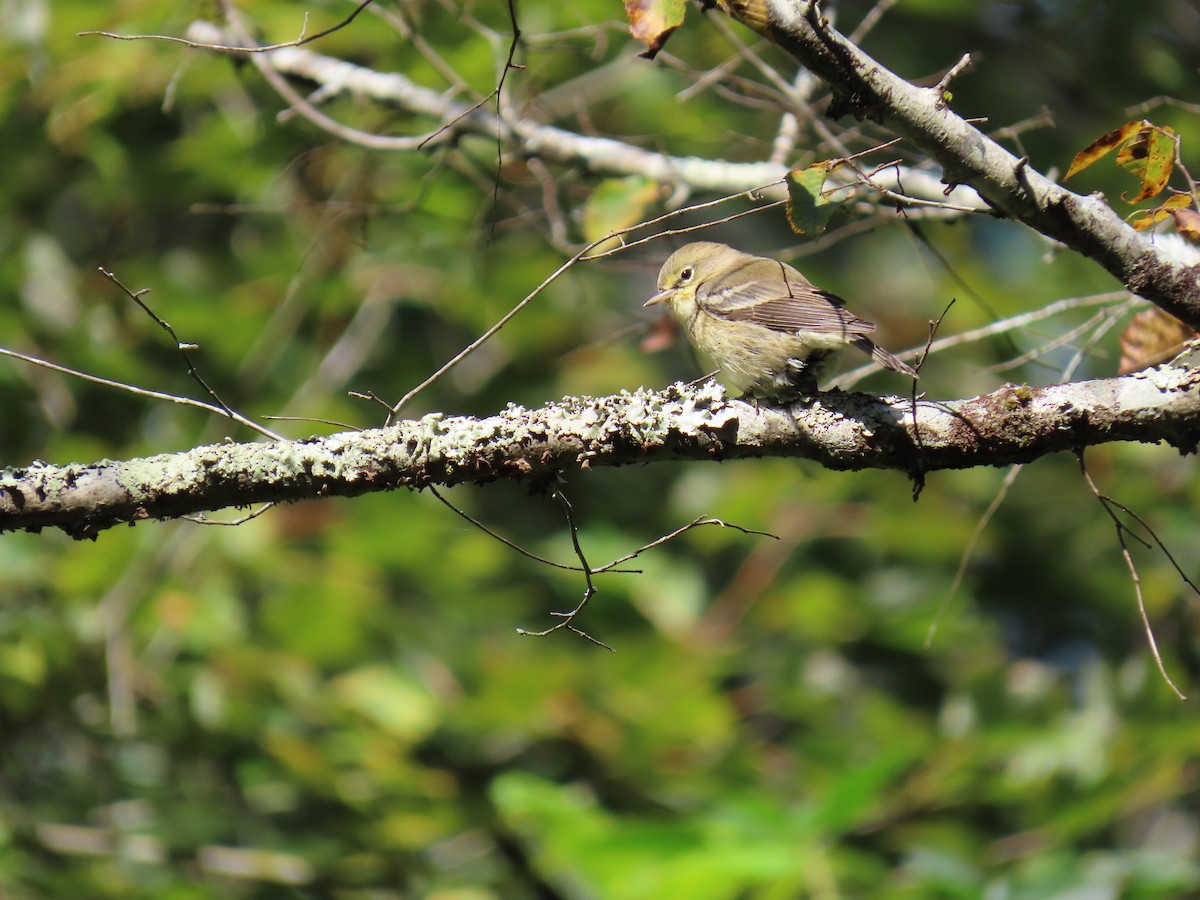 Pine Warbler - ML641921452