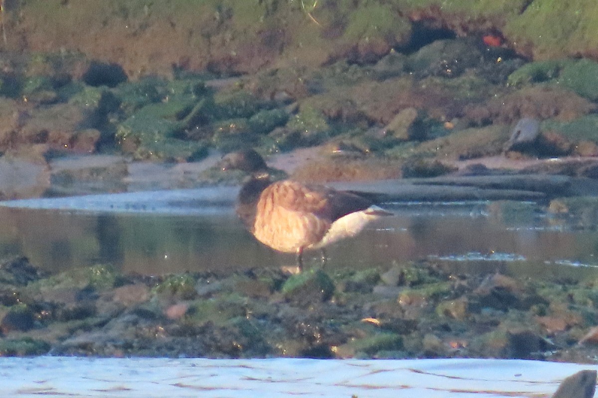 Brant - ML641921458