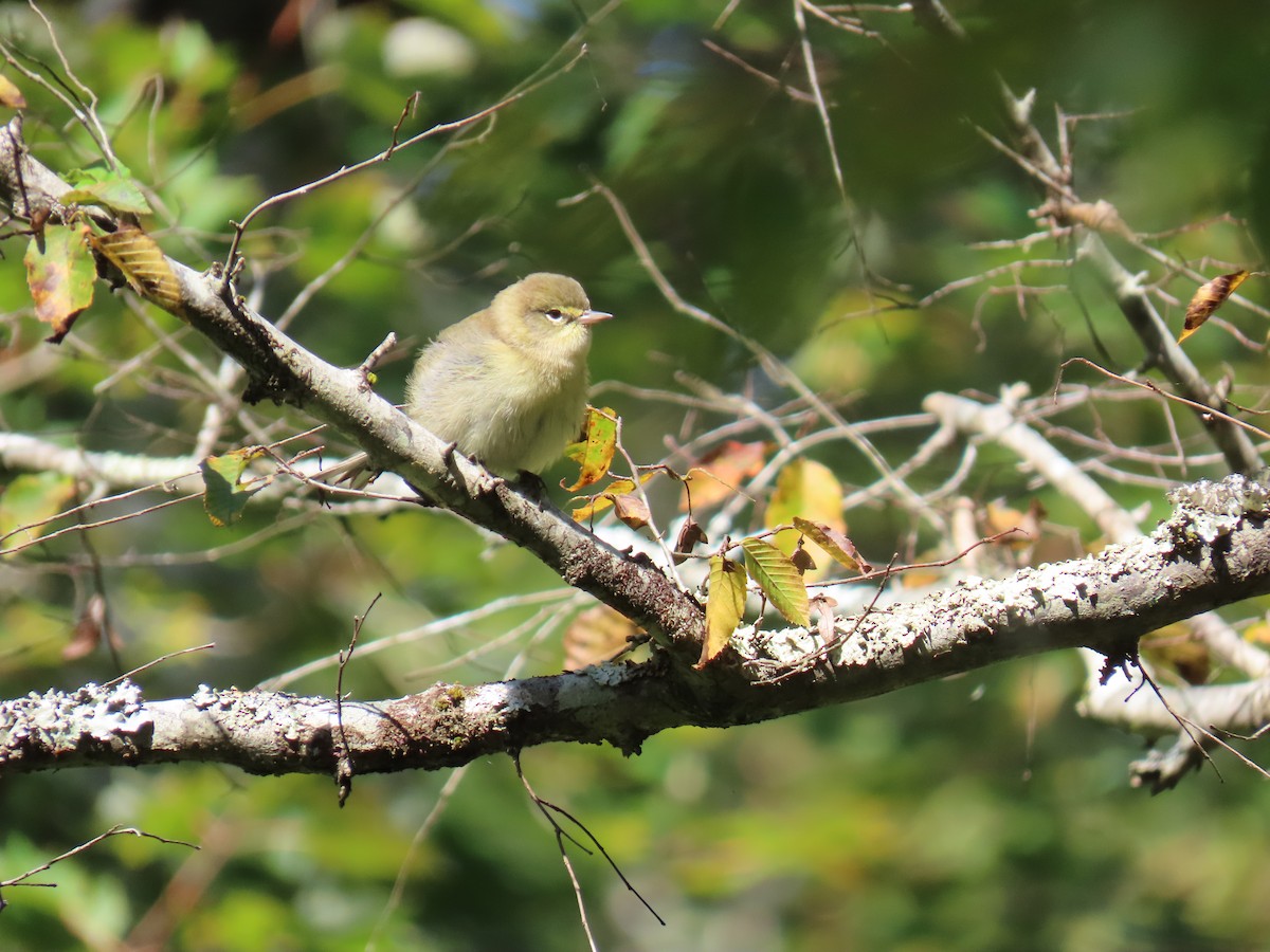Pine Warbler - ML641921470