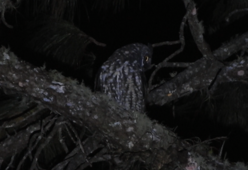 Stygian Owl - ML641921481
