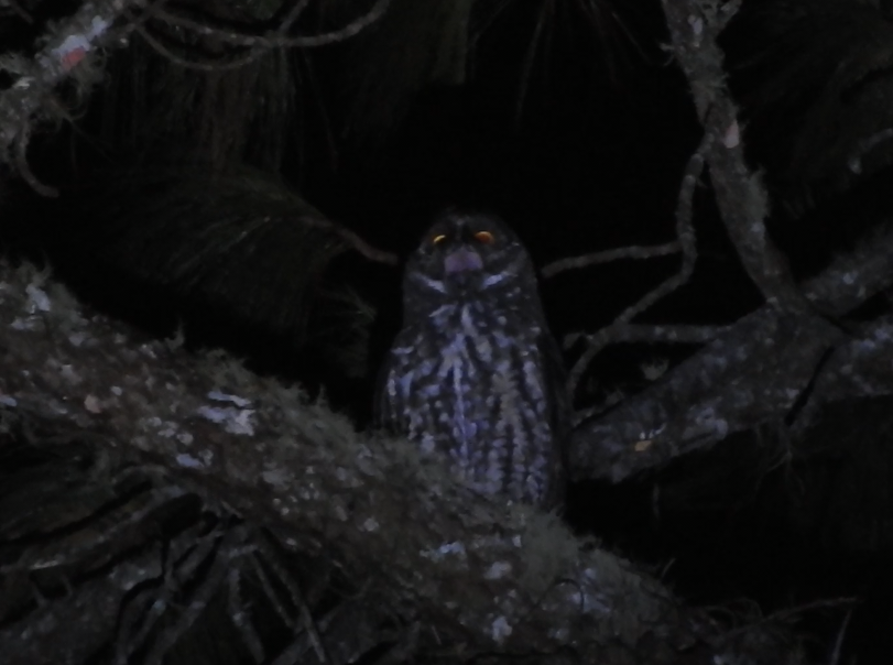 Stygian Owl - ML641921482