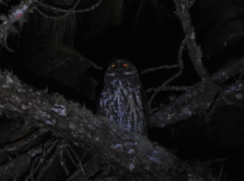 Stygian Owl - ML641921483