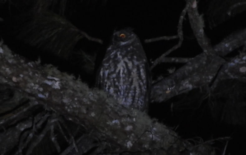 Stygian Owl - ML641921484
