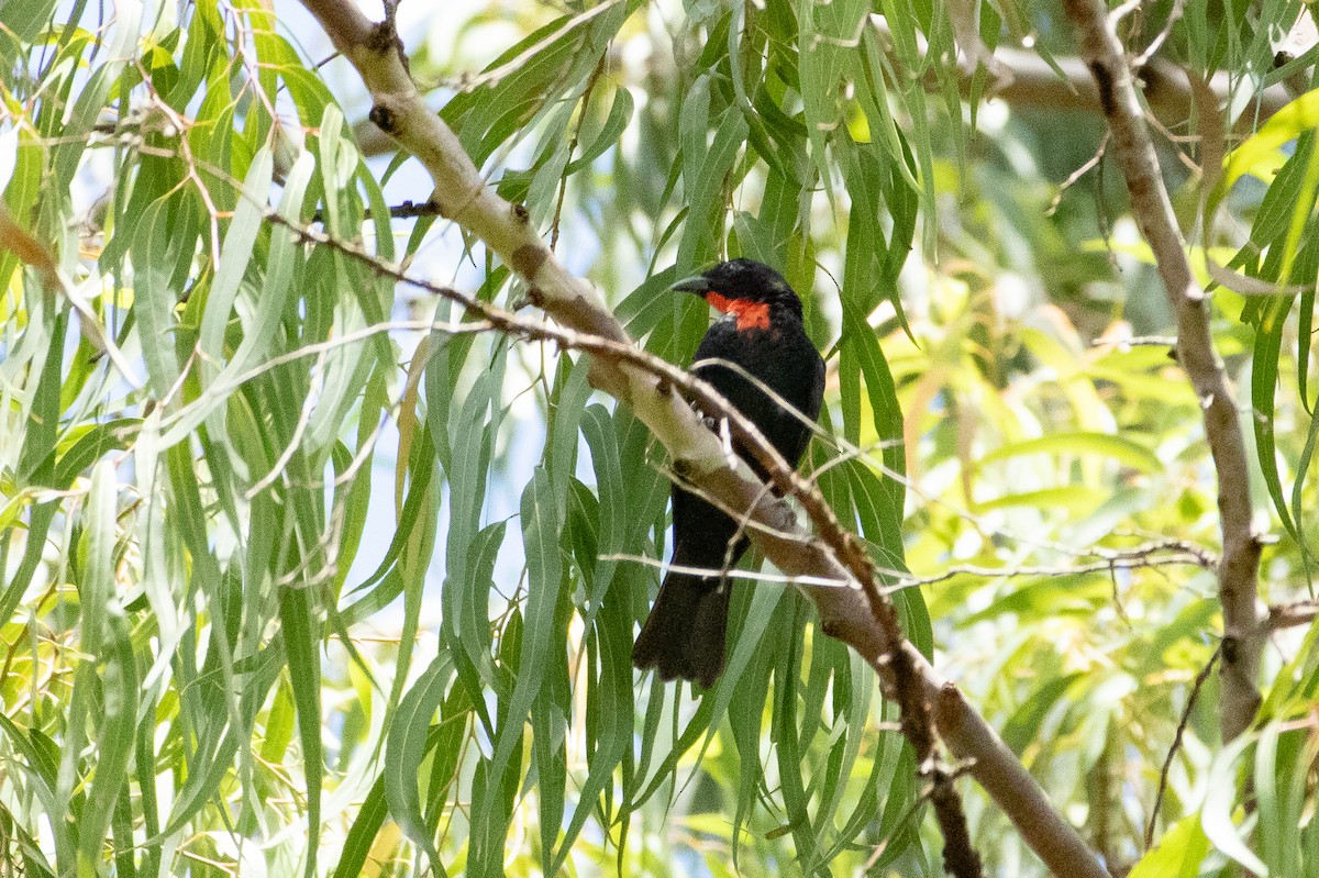 Scarlet-throated Tanager - ML641921499