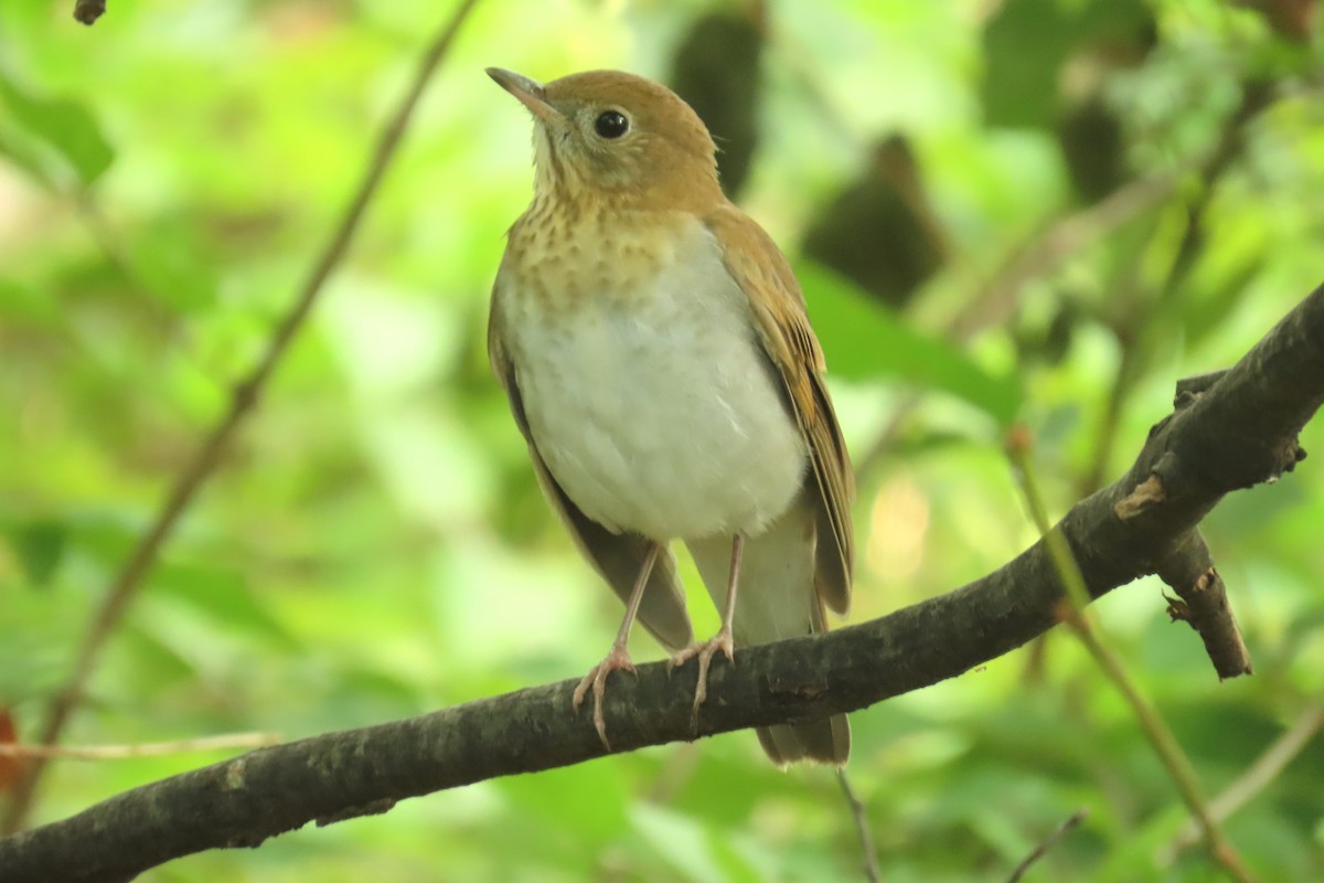 Veery - ML641921507