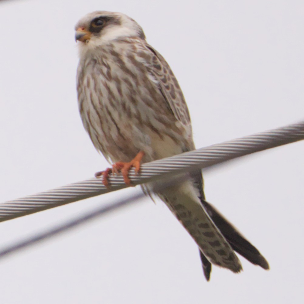 Red-footed Falcon - ML641921510