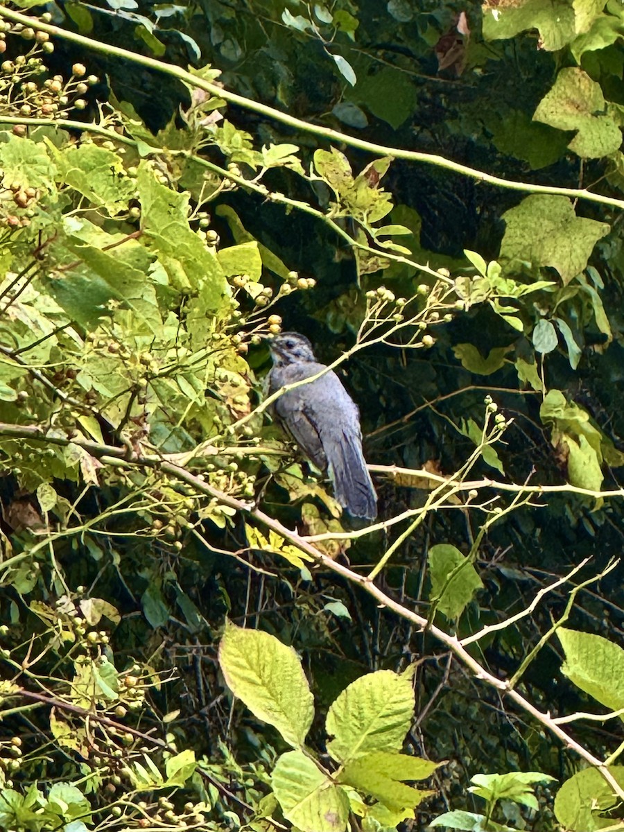 Gray Catbird - ML641921528