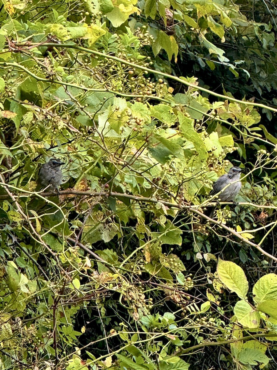 Gray Catbird - ML641921529