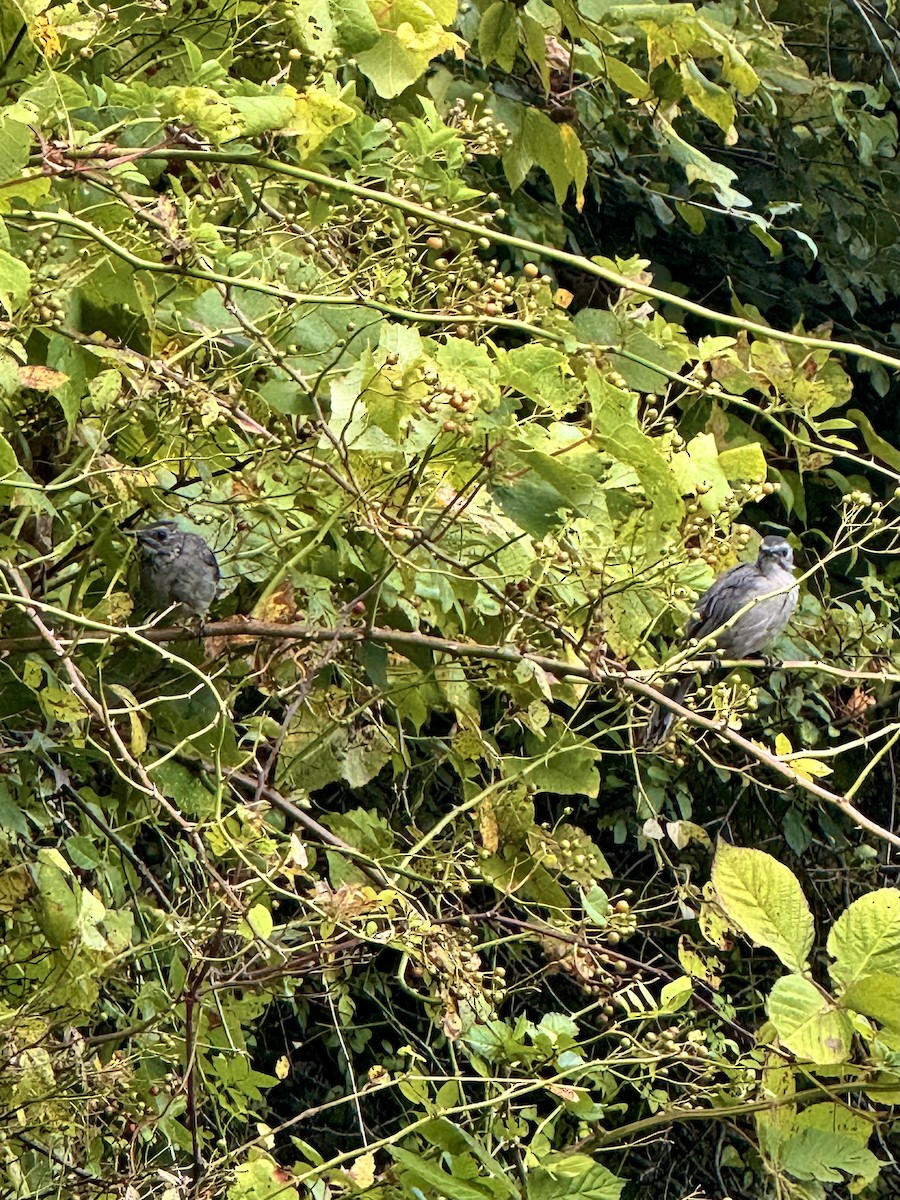 Gray Catbird - ML641921530