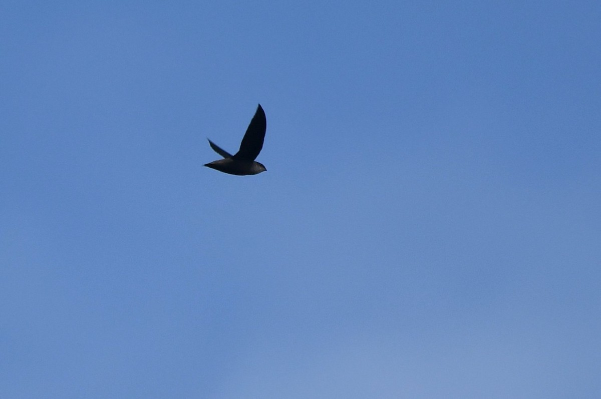 Chimney Swift - ML641921591