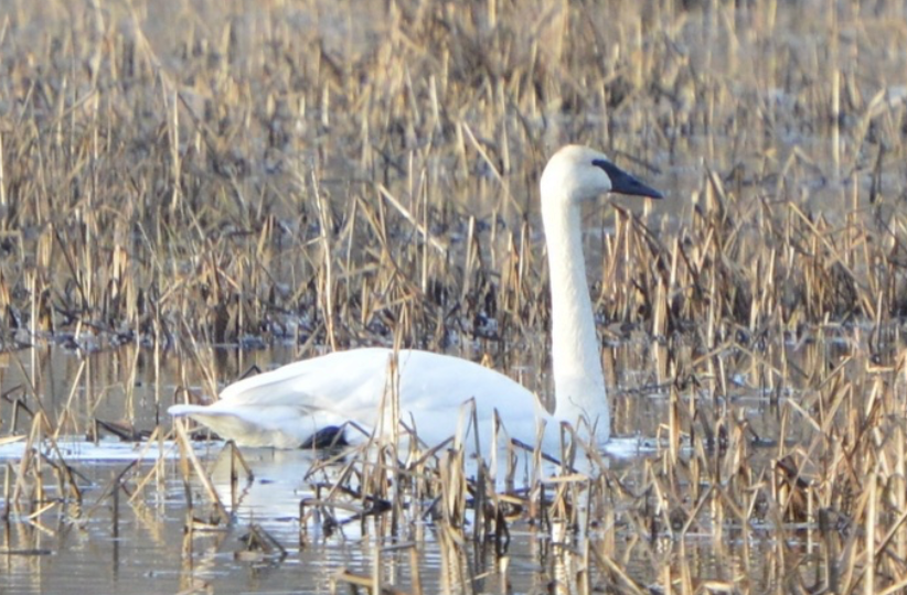 Trumpeter Swan - ML641921600