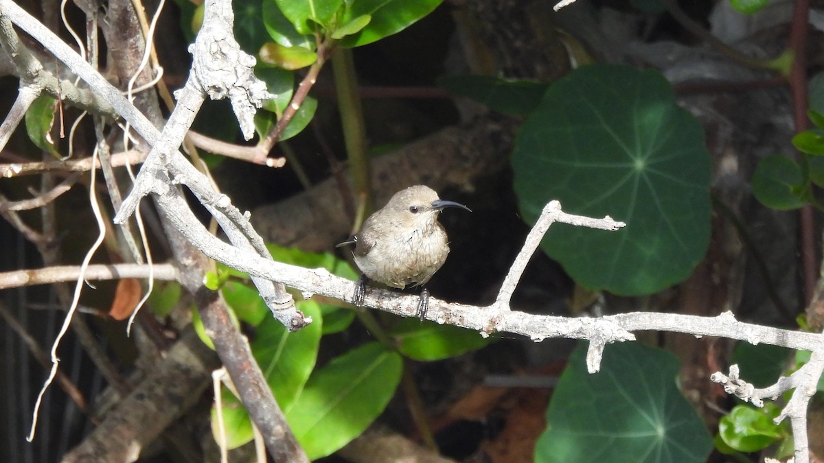 Southern Double-collared Sunbird - ML641921616