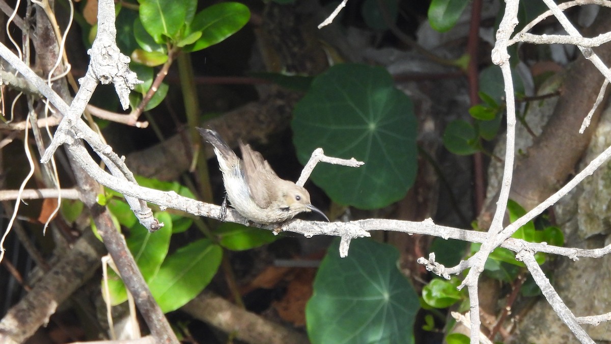 Southern Double-collared Sunbird - ML641921618