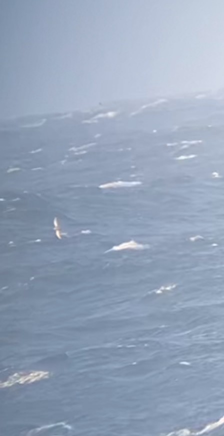 Sooty Shearwater - ML641921649