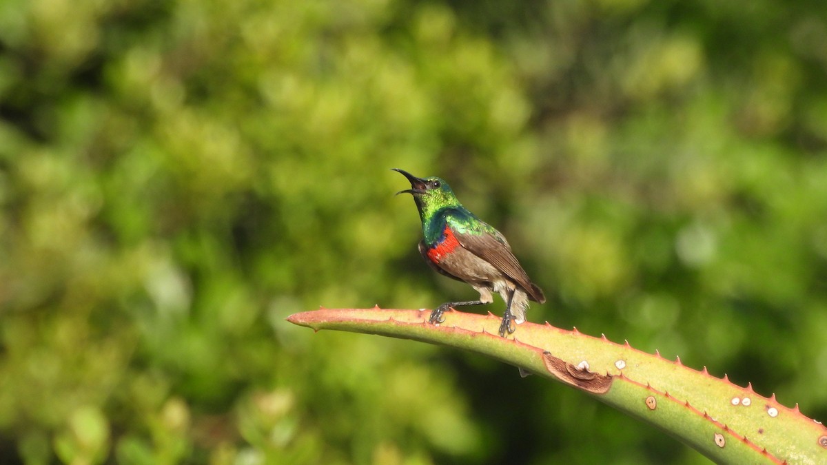 Southern Double-collared Sunbird - ML641921651