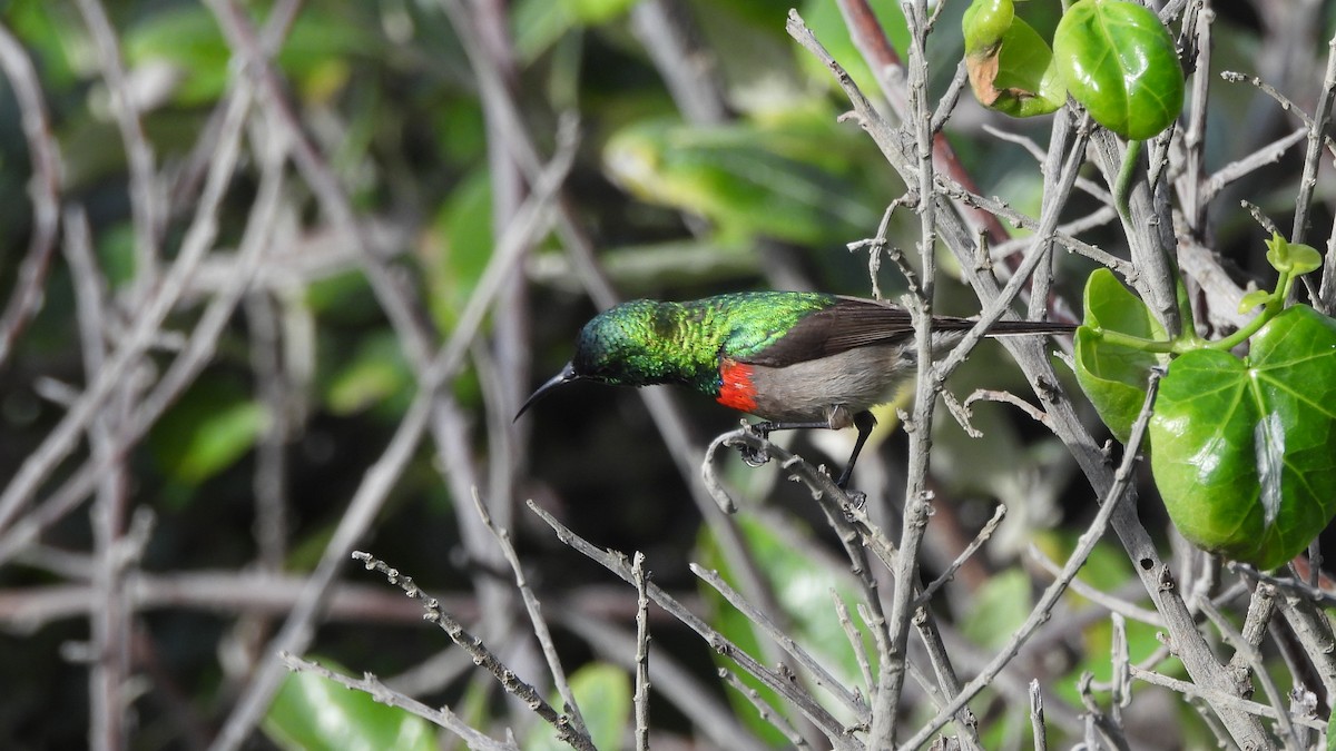 Southern Double-collared Sunbird - ML641921653
