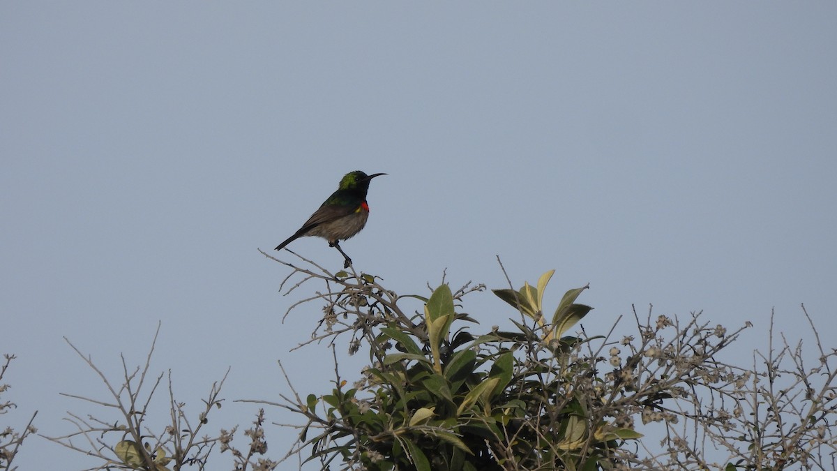 Southern Double-collared Sunbird - ML641921654