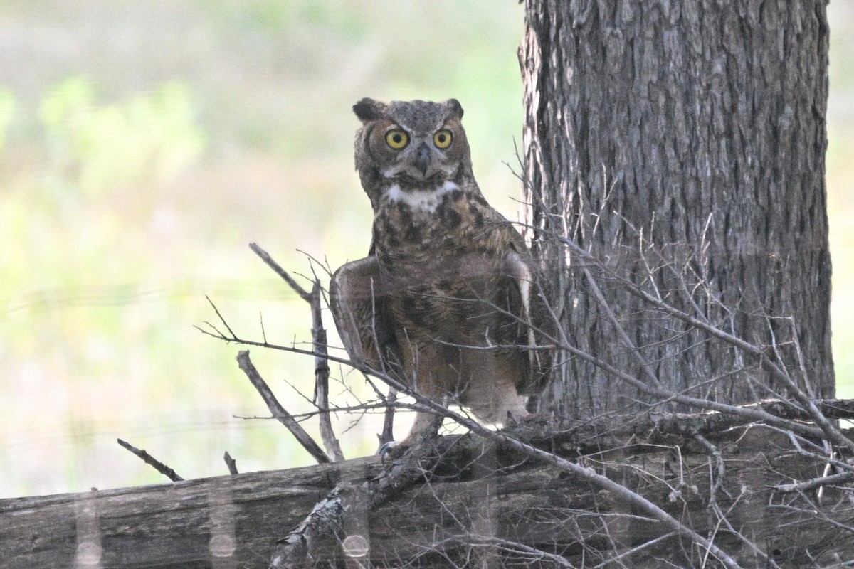 Great Horned Owl - ML641921655