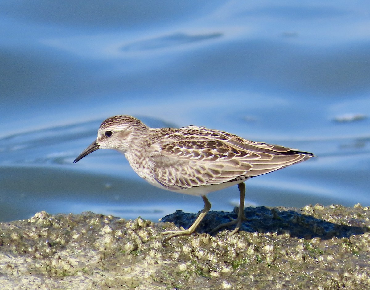 Least Sandpiper - ML641921661