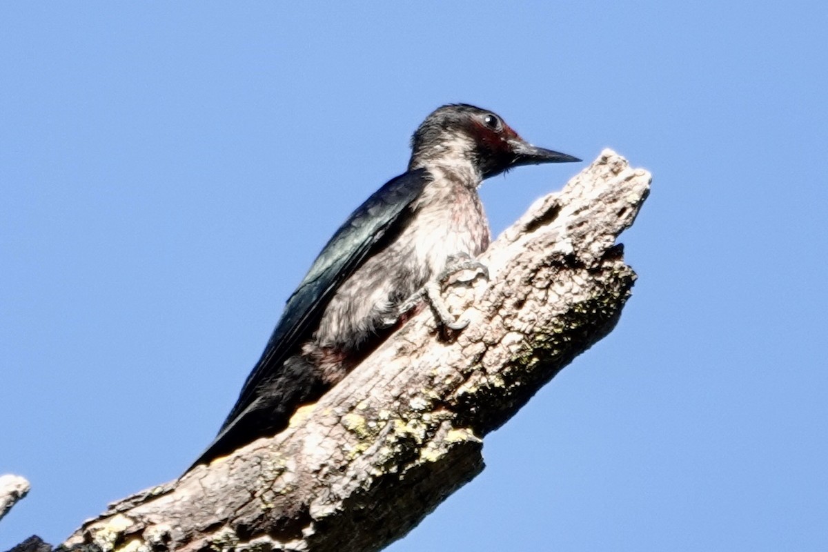 Pic de Lewis - ML641921665