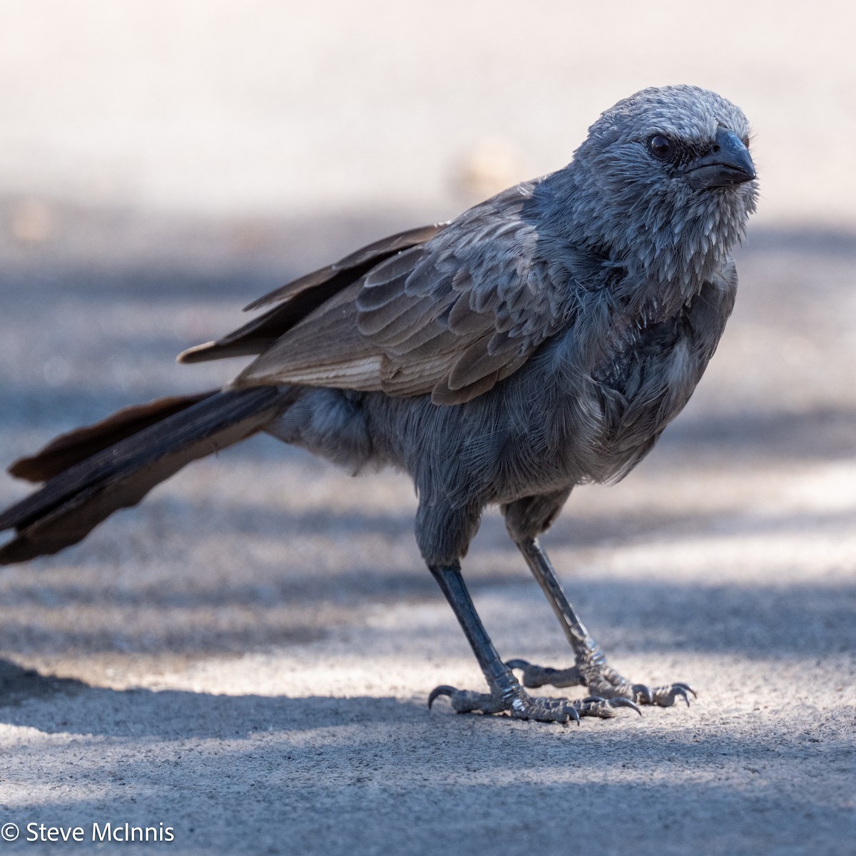 Apostlebird - ML641921676