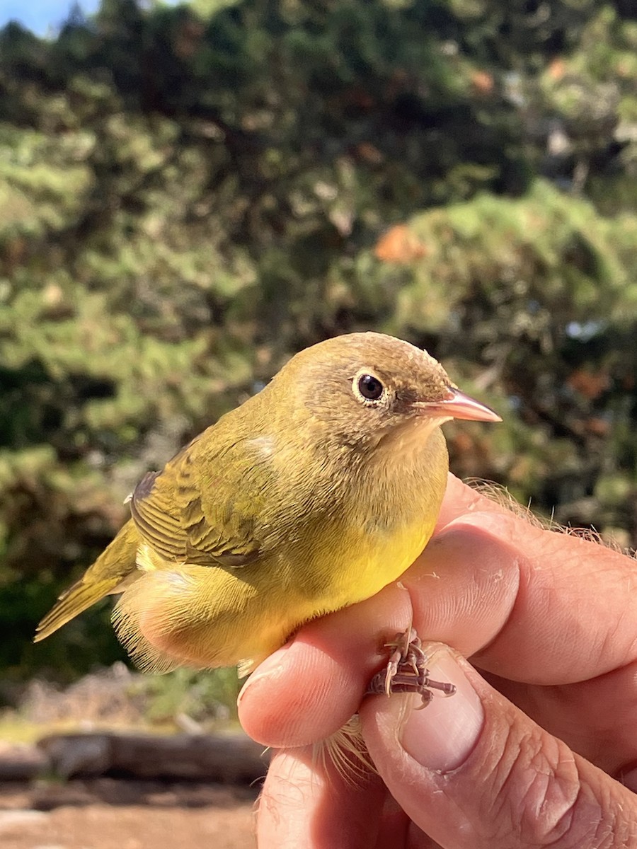 Connecticut Warbler - ML641921694