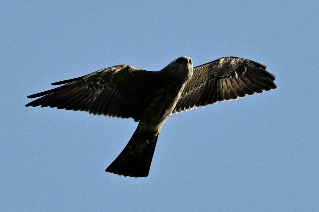 Mississippi Kite - ML641921706