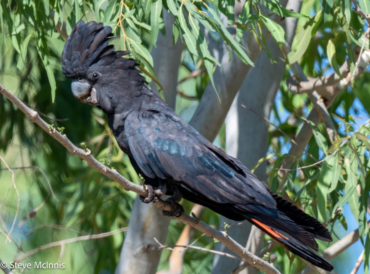 Red-tailed Black-Cockatoo - ML641921720