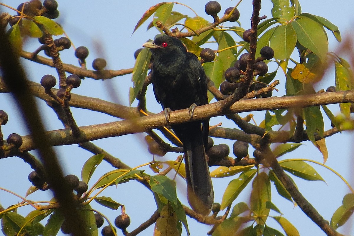 Asian Koel - ML641921727