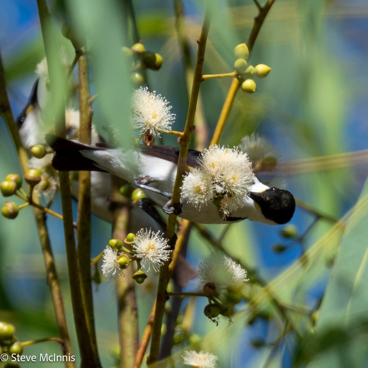 Banded Honeyeater - ML641921730