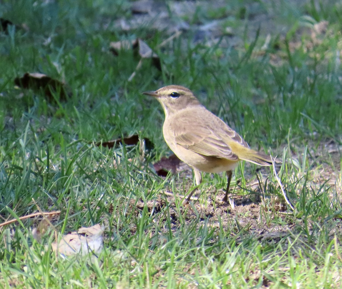Palm Warbler - ML641921751