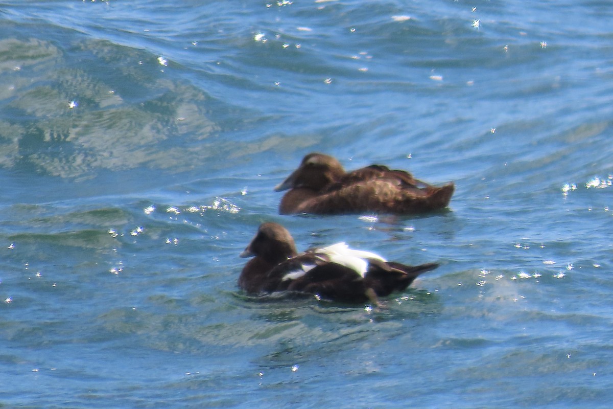 Common Eider - ML641921756