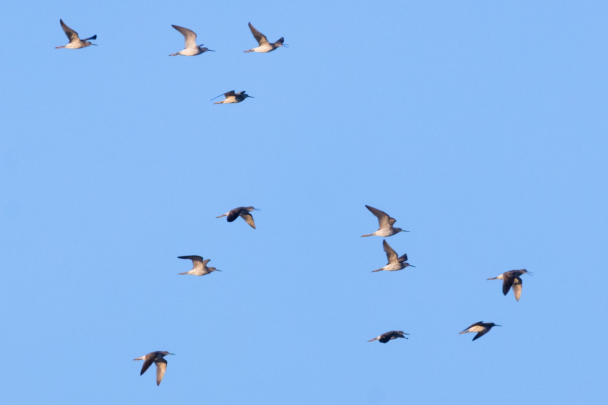 Lesser/Greater Yellowlegs - ML641921802
