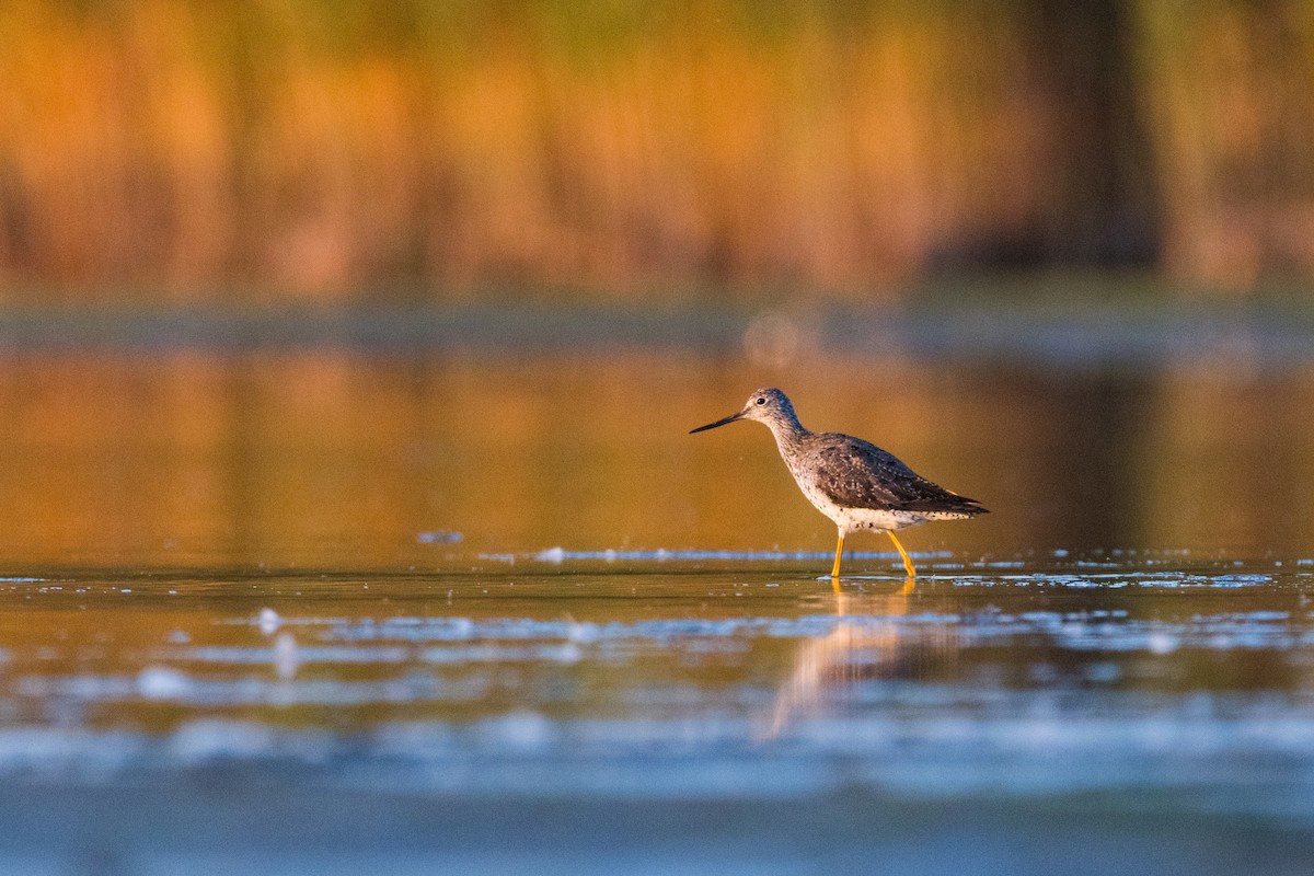 Lesser/Greater Yellowlegs - ML641921823