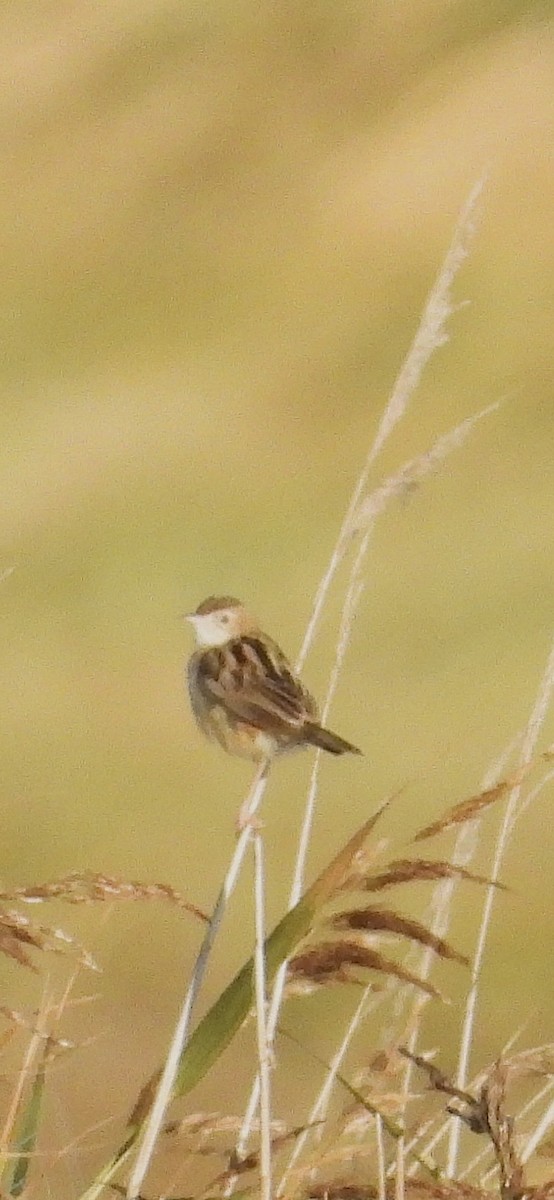 Zitting Cisticola - ML641921824