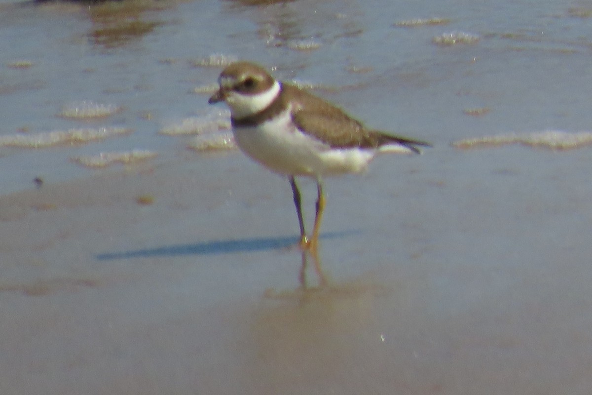 Semipalmated Plover - ML641921839