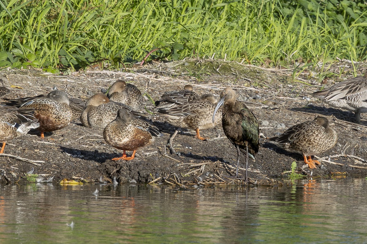 Glossy/White-faced Ibis - ML641921844