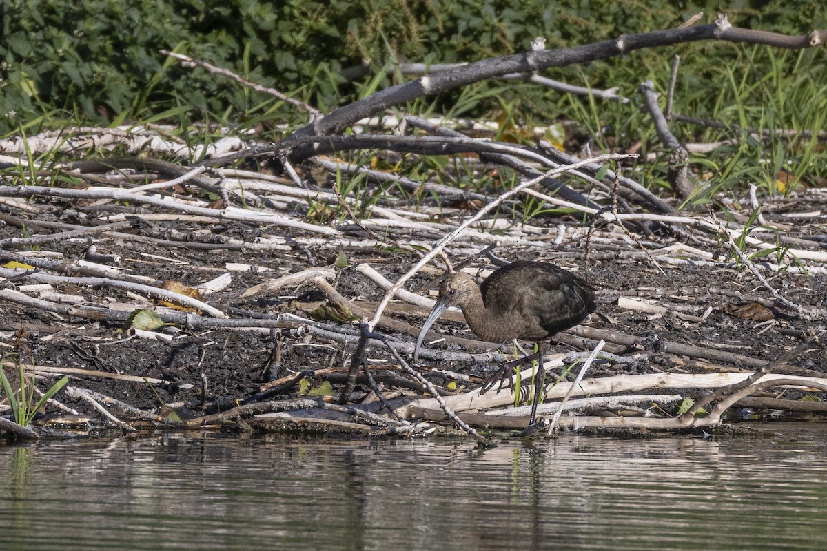 Glossy/White-faced Ibis - ML641921845