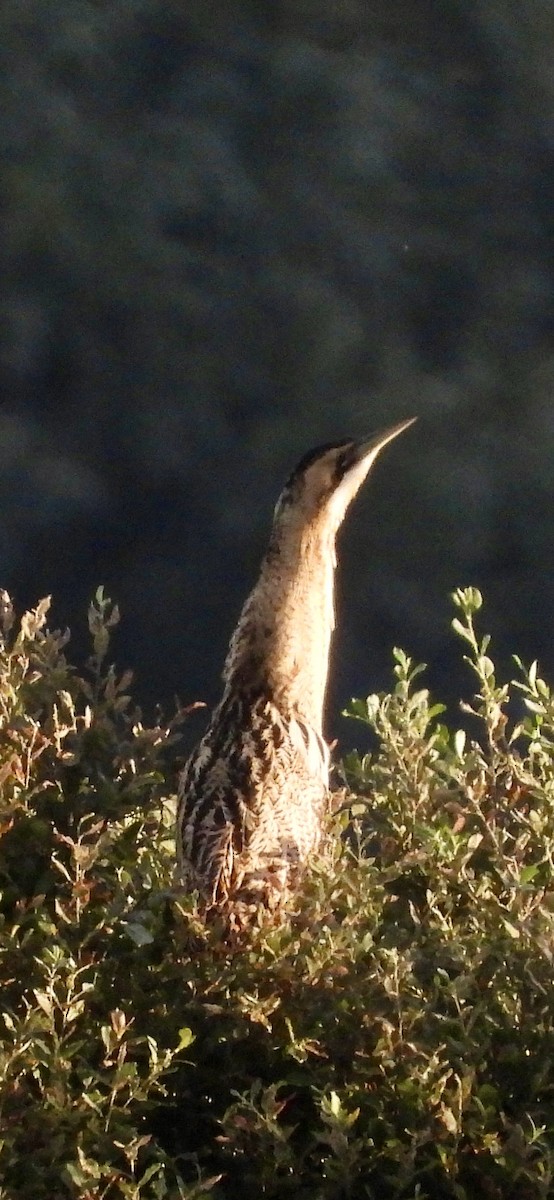 Eurasian Bittern - ML641921851