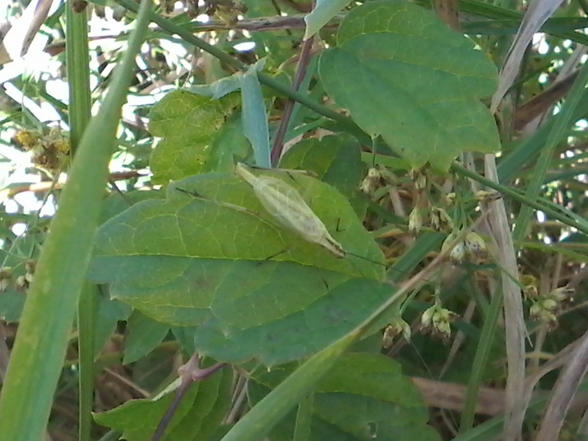 Black-horned Tree Cricket - ML641921852