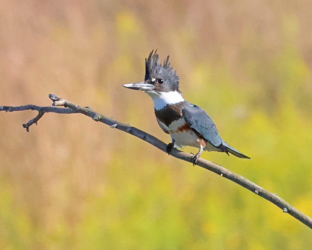 Belted Kingfisher - ML641921906