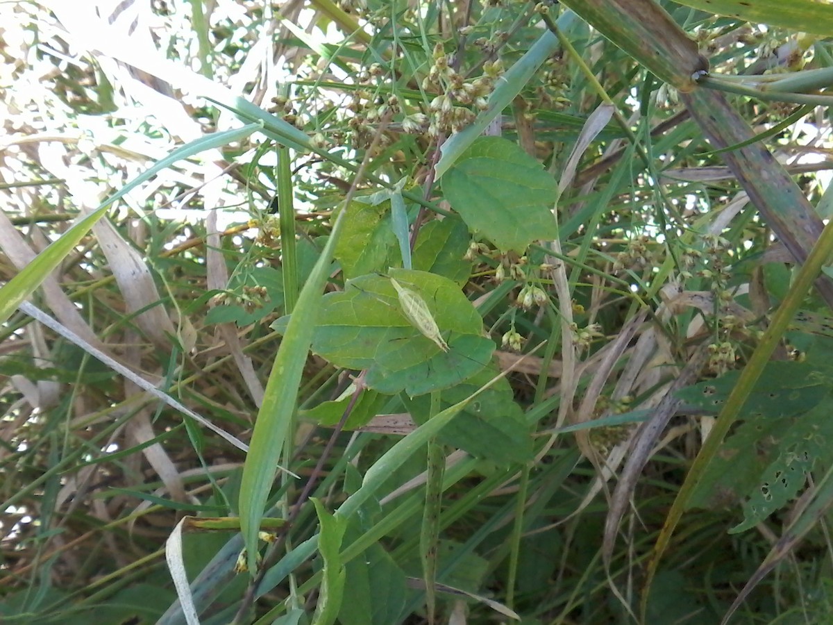 Black-horned Tree Cricket - ML641921914