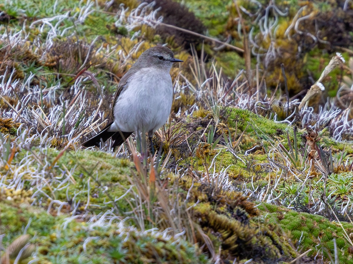 Plain-capped Ground-Tyrant - ML641921926