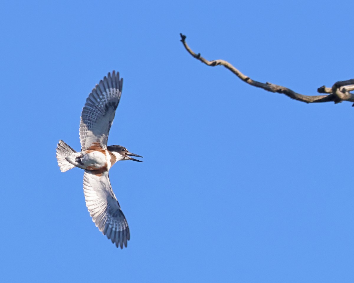 Belted Kingfisher - ML641921927