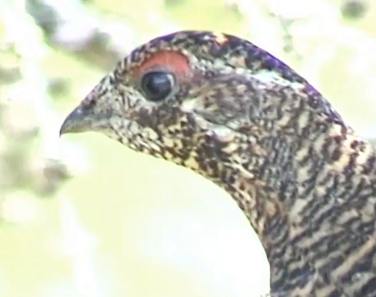 Spruce Grouse - ML641921929