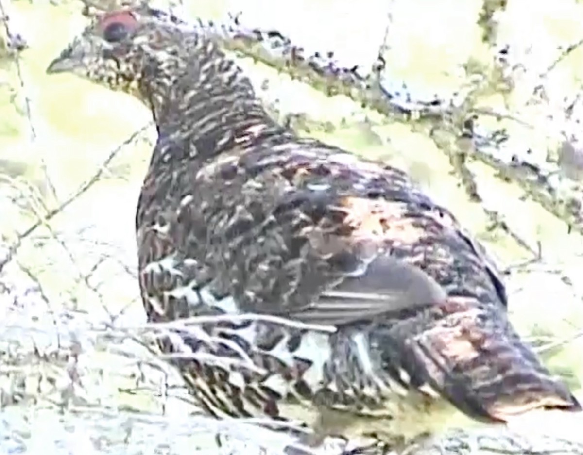 Spruce Grouse - ML641921930