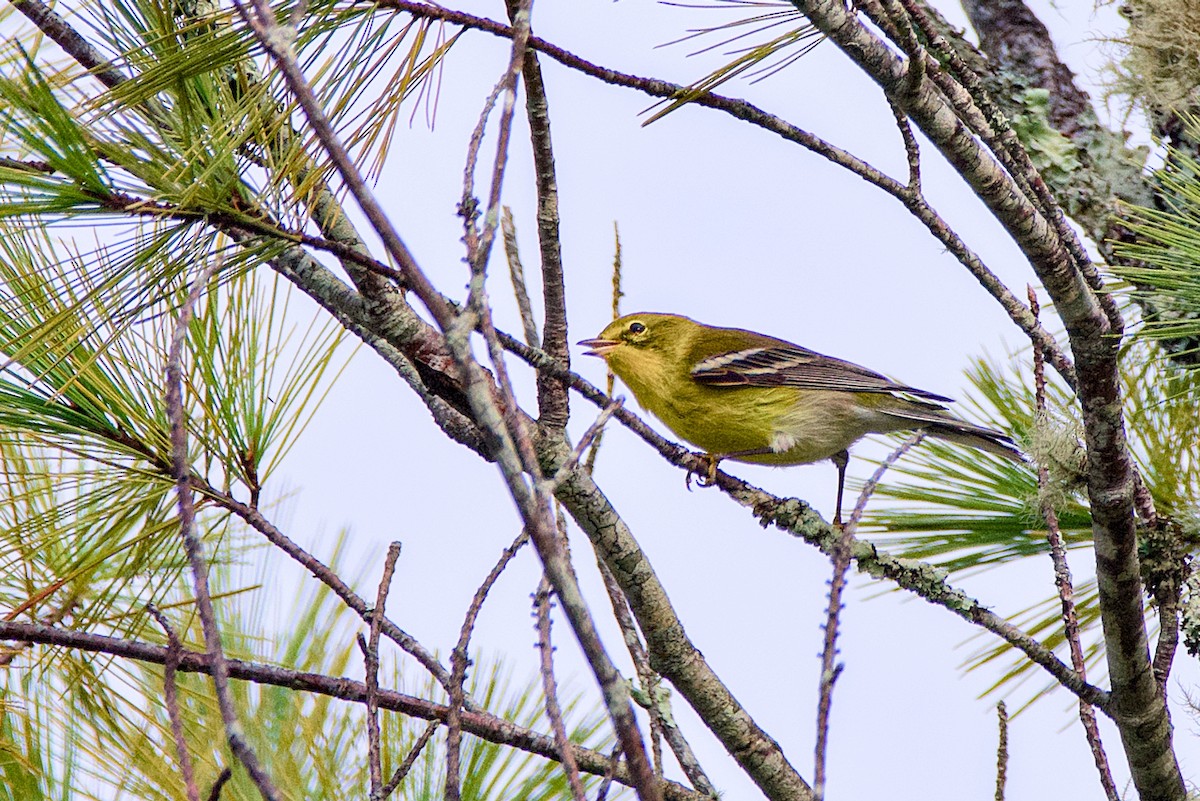 Pine Warbler - ML641921936